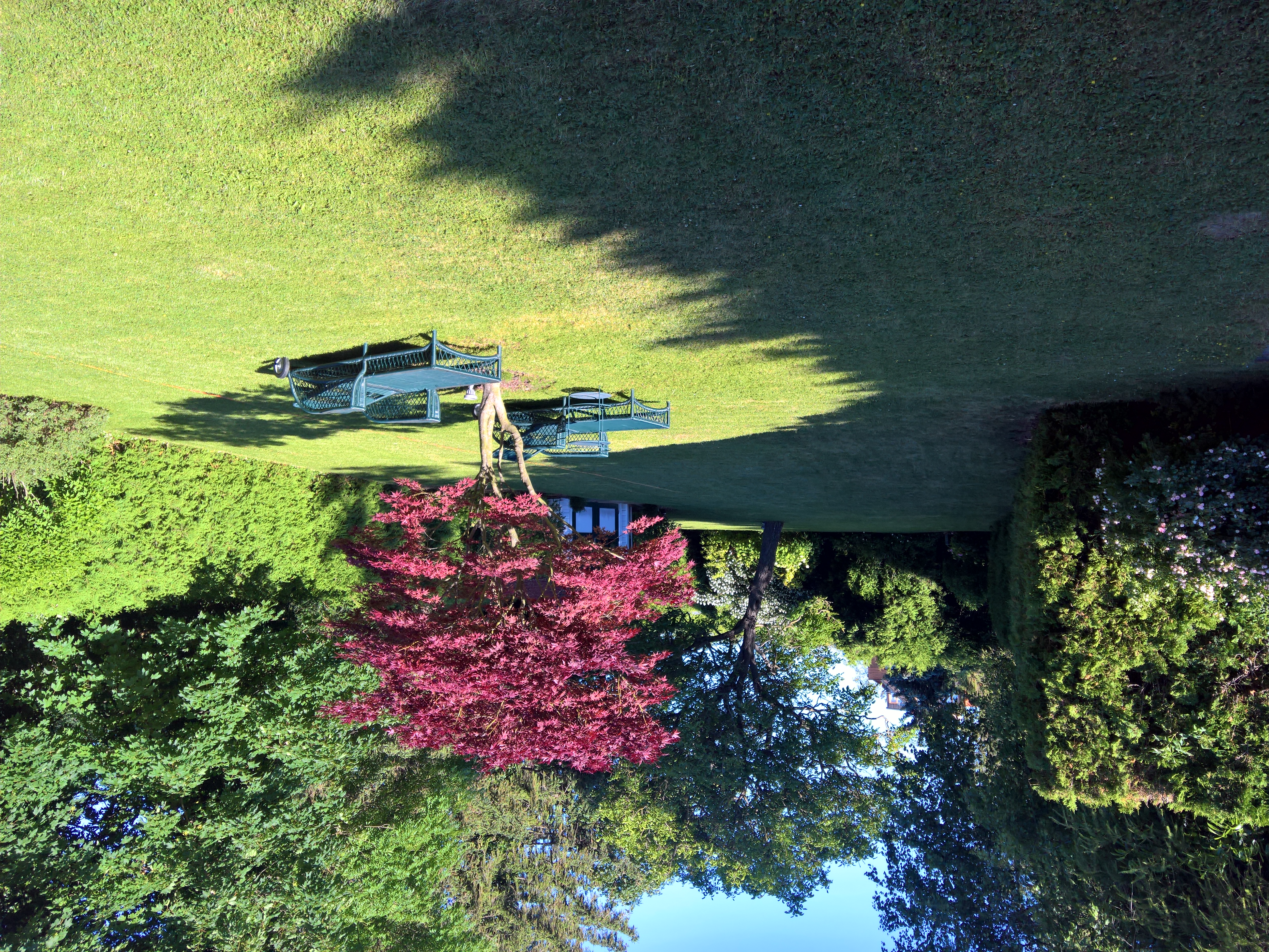 Roter Ahorn in der abendlichen Sonne